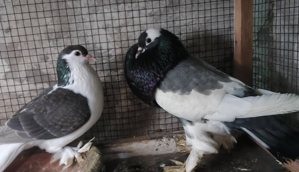 fancy birds pair healthy male female cute colore 1