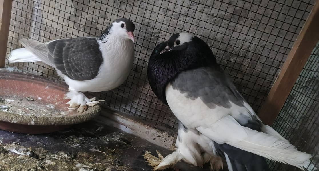 fancy birds pair healthy male female cute colore 2