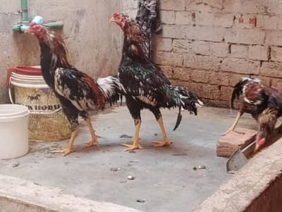 for sale 03218860090