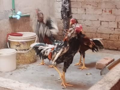 Original Aseel Mianwali for urgent sale 03004227633