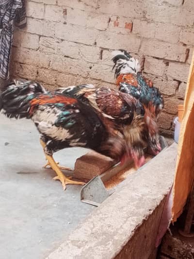 Original Aseel Mianwali for urgent sale 03004227633