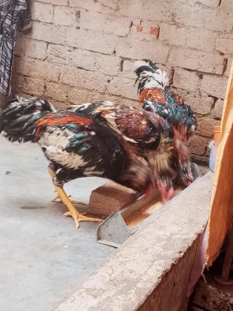 Original Aseel Mianwali for urgent sale 03004227633
