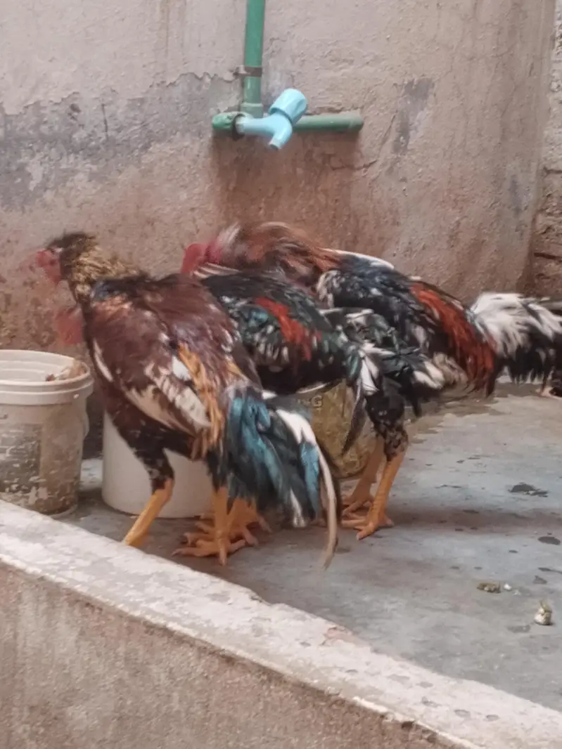 Original Aseel Mianwali for urgent sale 03004227633 — photo 2