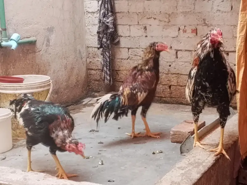 Original Aseel Mianwali for urgent sale 03004227633 — photo 3