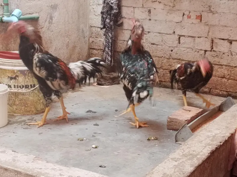 Original Aseel Mianwali for urgent sale 03004227633 — photo 4
