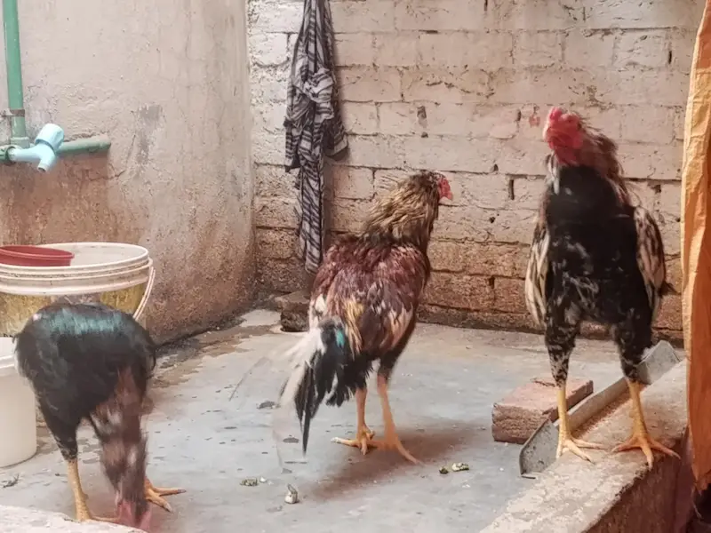 Original Aseel Mianwali for urgent sale 03004227633 — photo 5