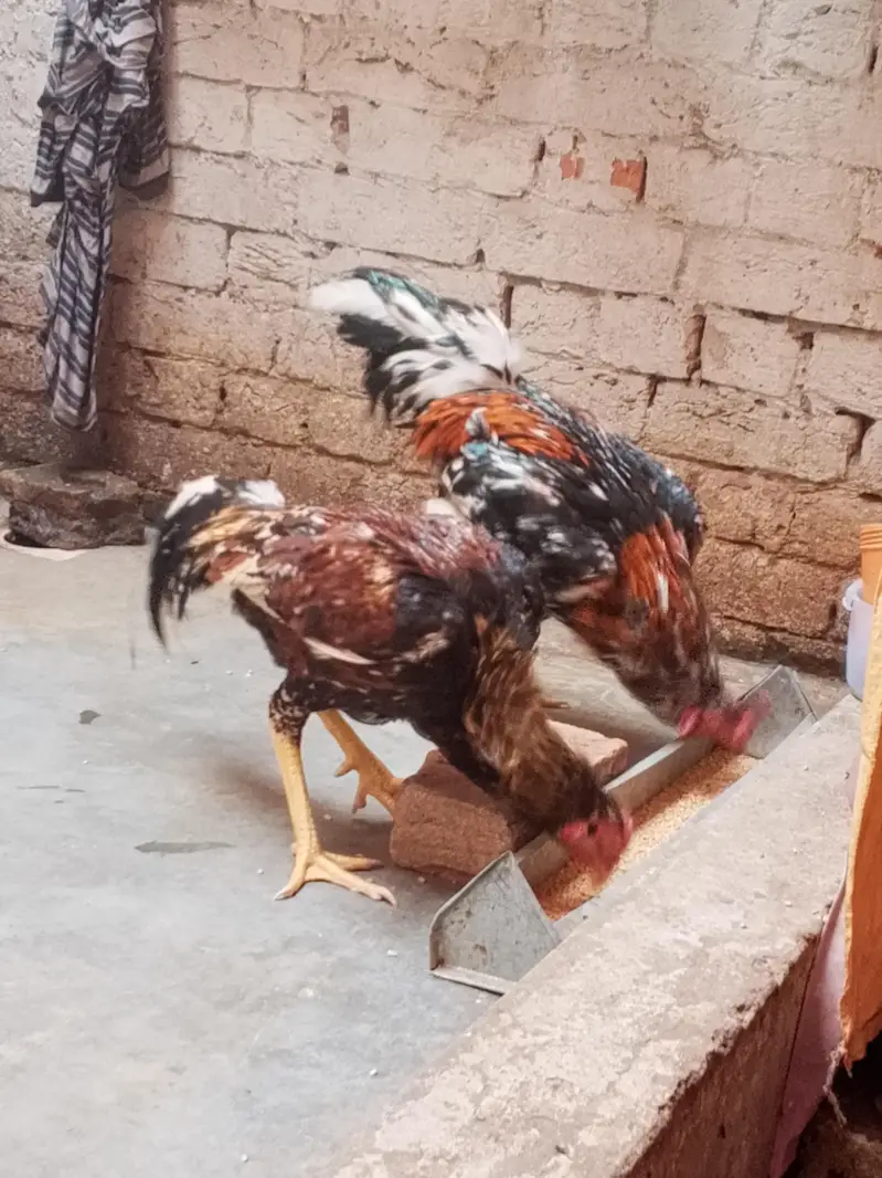 Original Aseel Mianwali for urgent sale 03004227633 — photo 6