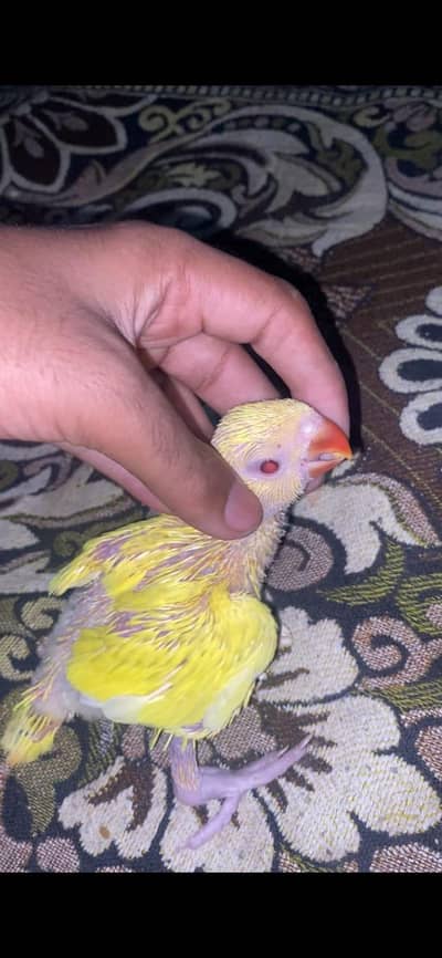 Yellow Ring nick Cover Chick . . 03059322440