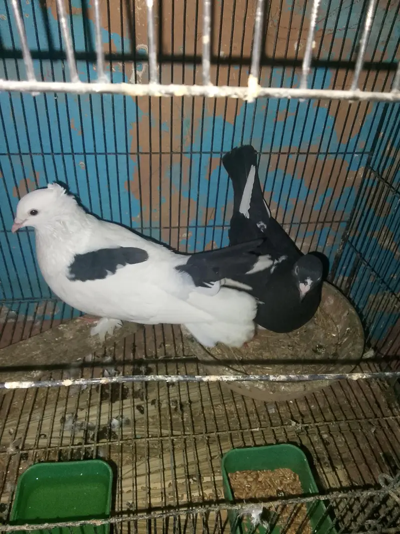 Healthy Kabootar urgent for sale - Reasonable Price — photo 2