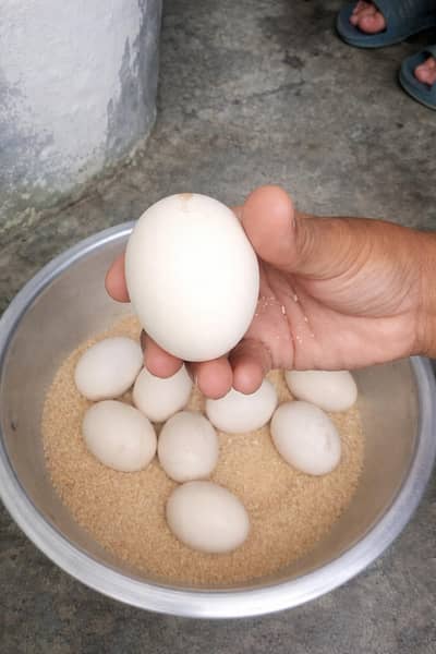 Aseel eggs available for sale