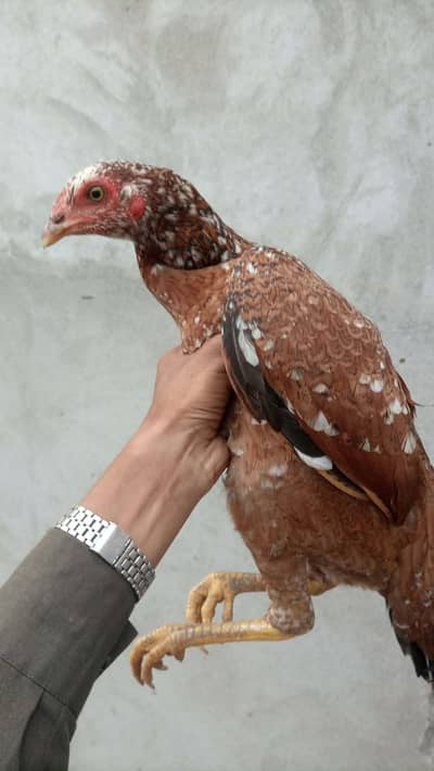 Aseel Pathi Sindhi breed