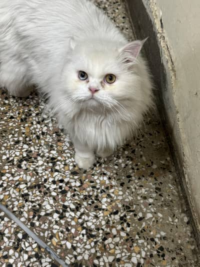 persion and sibraen cat with kitten