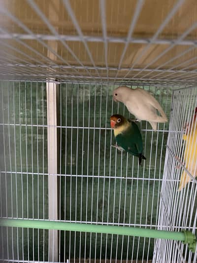 Albino red eyes and parblue pair