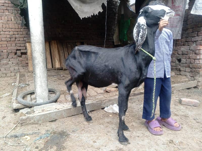 betal nasal ki doodh wali 0