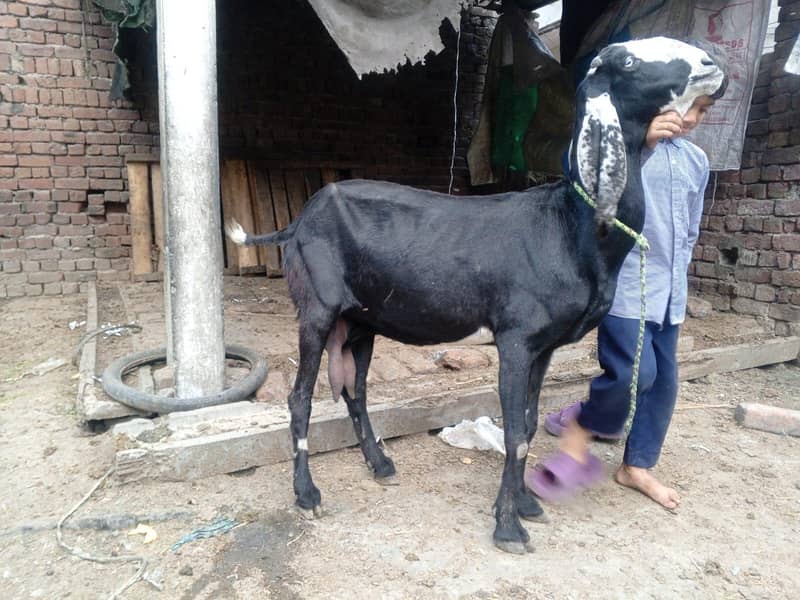 betal nasal ki doodh wali 1