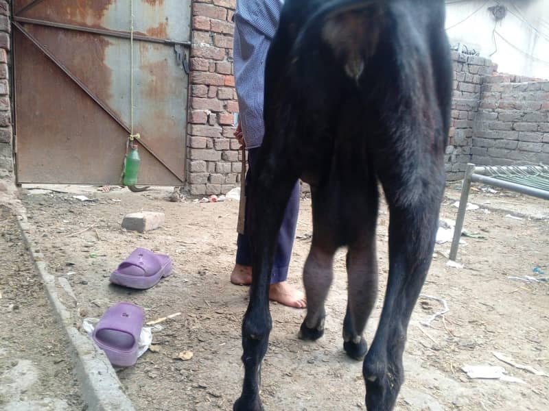 betal nasal ki doodh wali 2