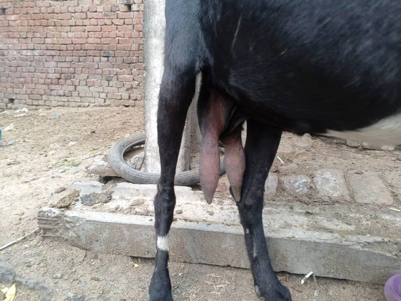 betal nasal ki doodh wali 3