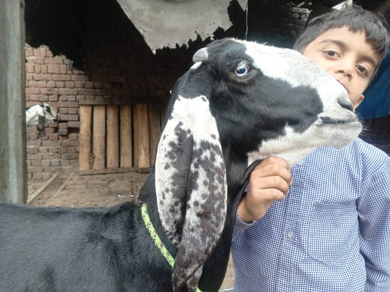 betal nasal ki doodh wali 4