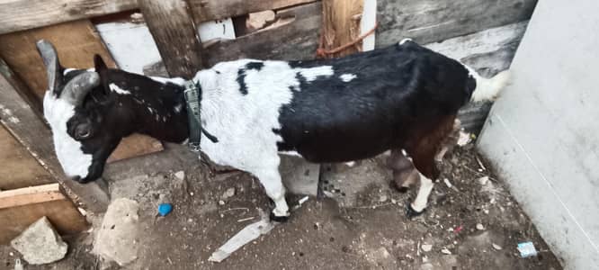 teday Bakri doodh wali