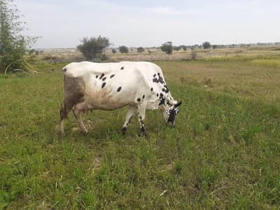 cow for sale