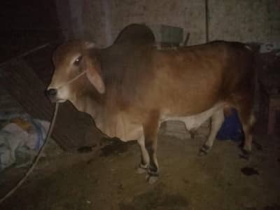 bull for qurbani 2026