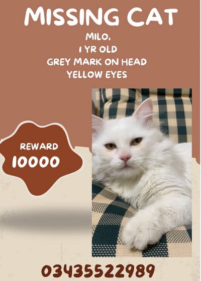 Missing cat