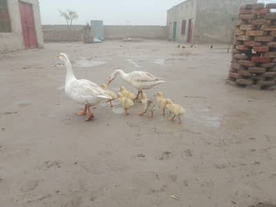 8  ducks 03005787014 call me