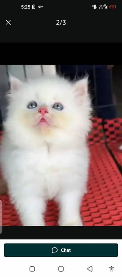 Persian cat for sale male female my WhatsApp number0305=19=19=916