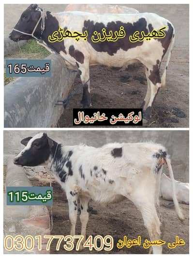 farezan 03017737409 Whatsapp