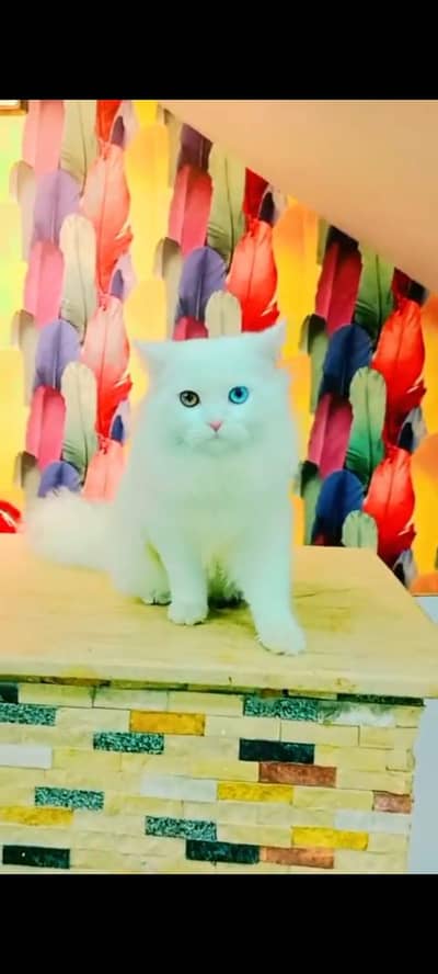 Persian cat's vaccinated  healthy active/WhatsApp 03316360929
