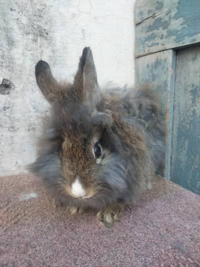 teddy bear male rabbits for sale