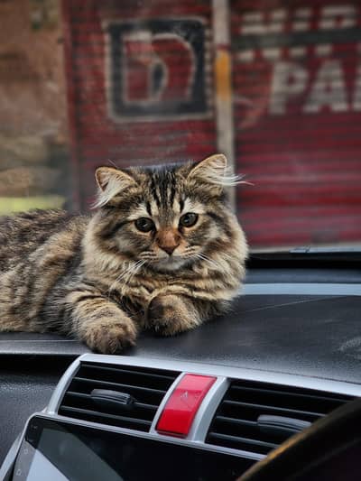 siberian cat up for adoption