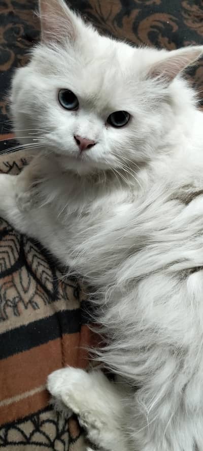 Persian cat
