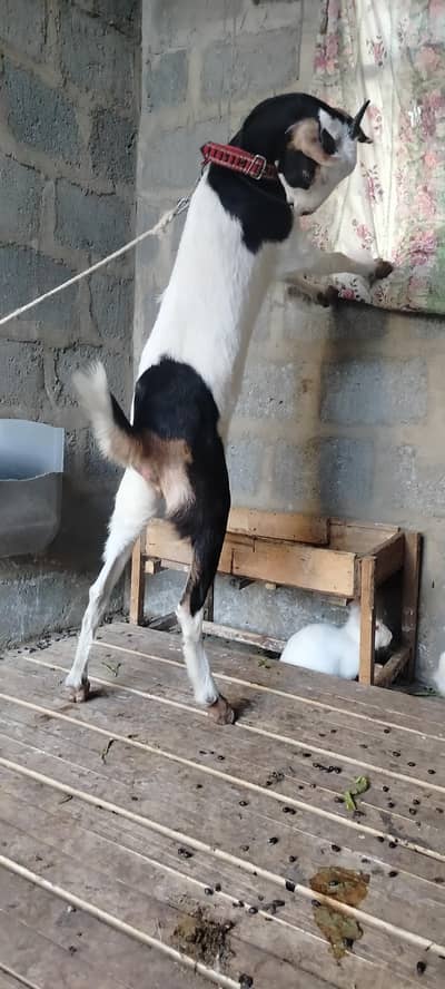 teddy abluk female 2026