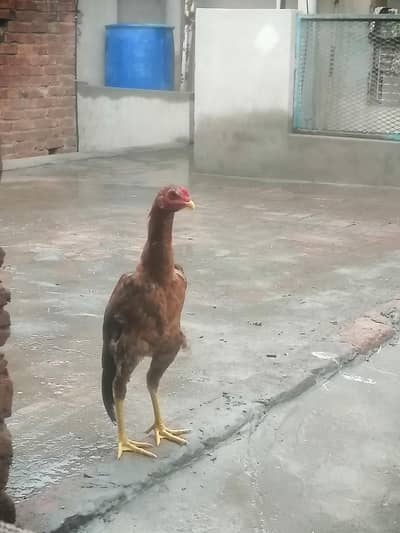 Mianwali lakha aseel patha 03491136214