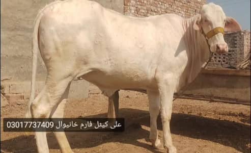 2dant 03017737409 Whatsapp