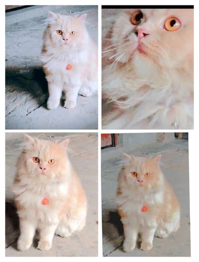 kindly contact with me on Whatsapp 03096961896