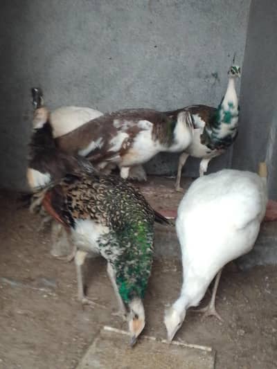 peacock pied and whit pair