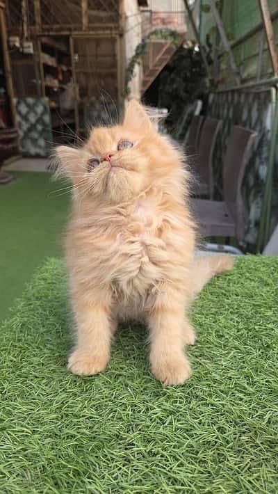 Persian cat