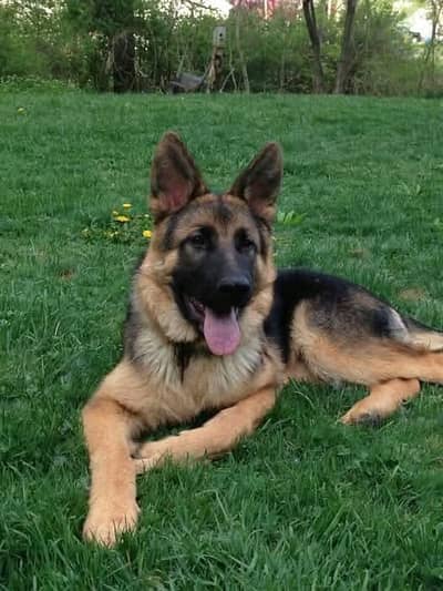 German Shepherd for sale