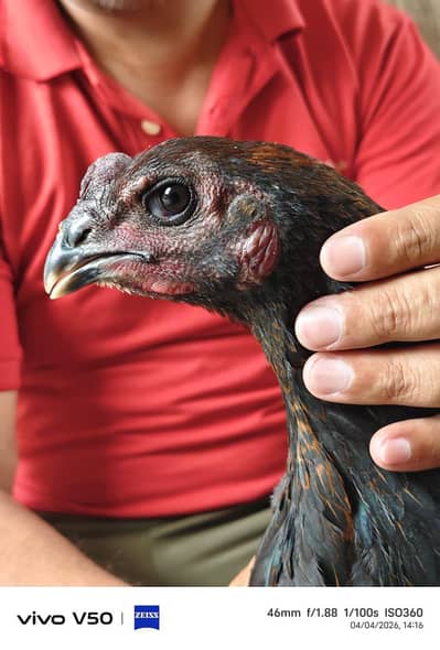 pure dragn thi burmi  pela madry