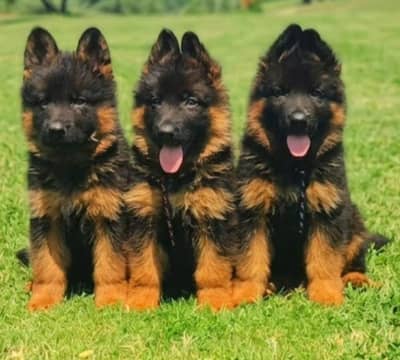 German shepherd puppies | family Dog | GSD puppy | quality dog