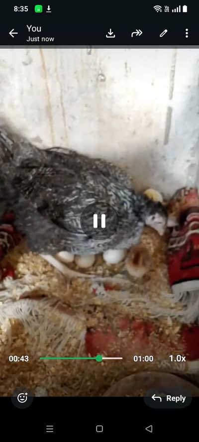 khargoshia kalsira kabra pair