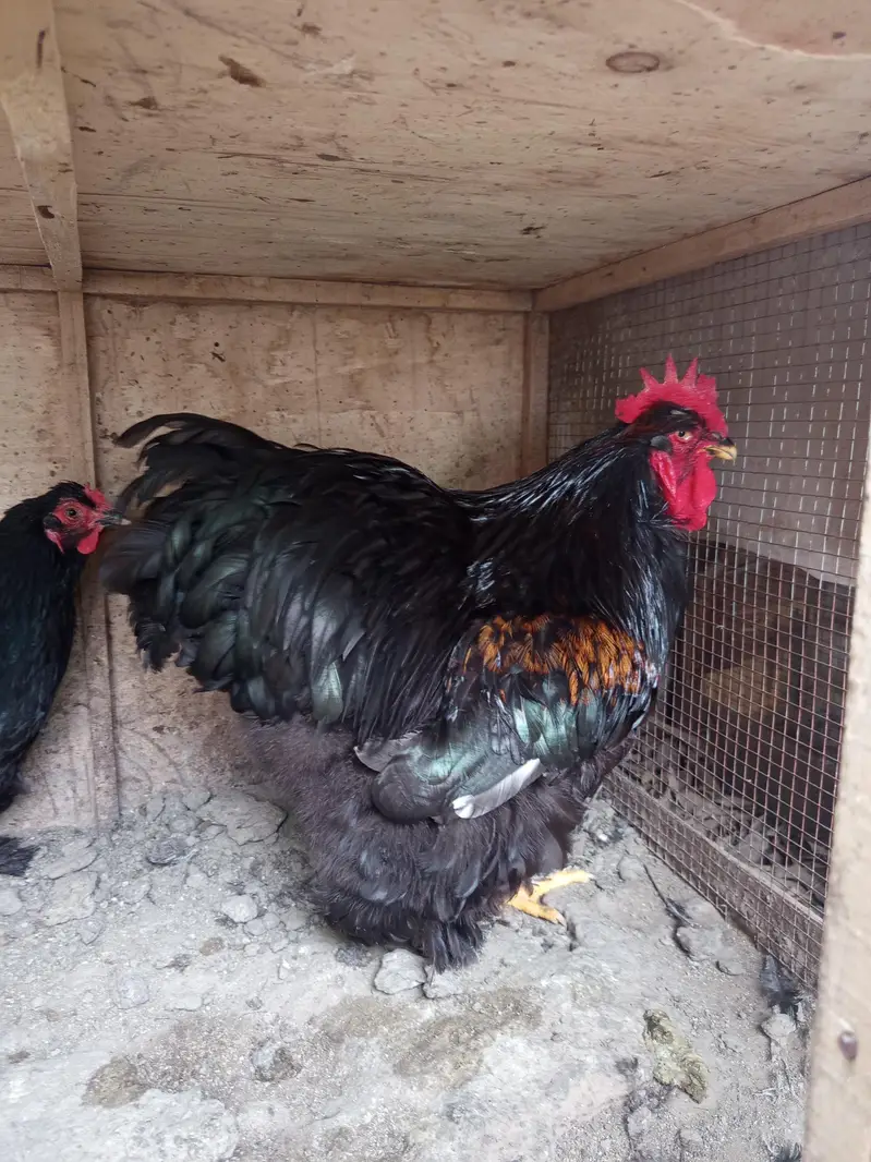 Fancy Hens for sale — photo 3