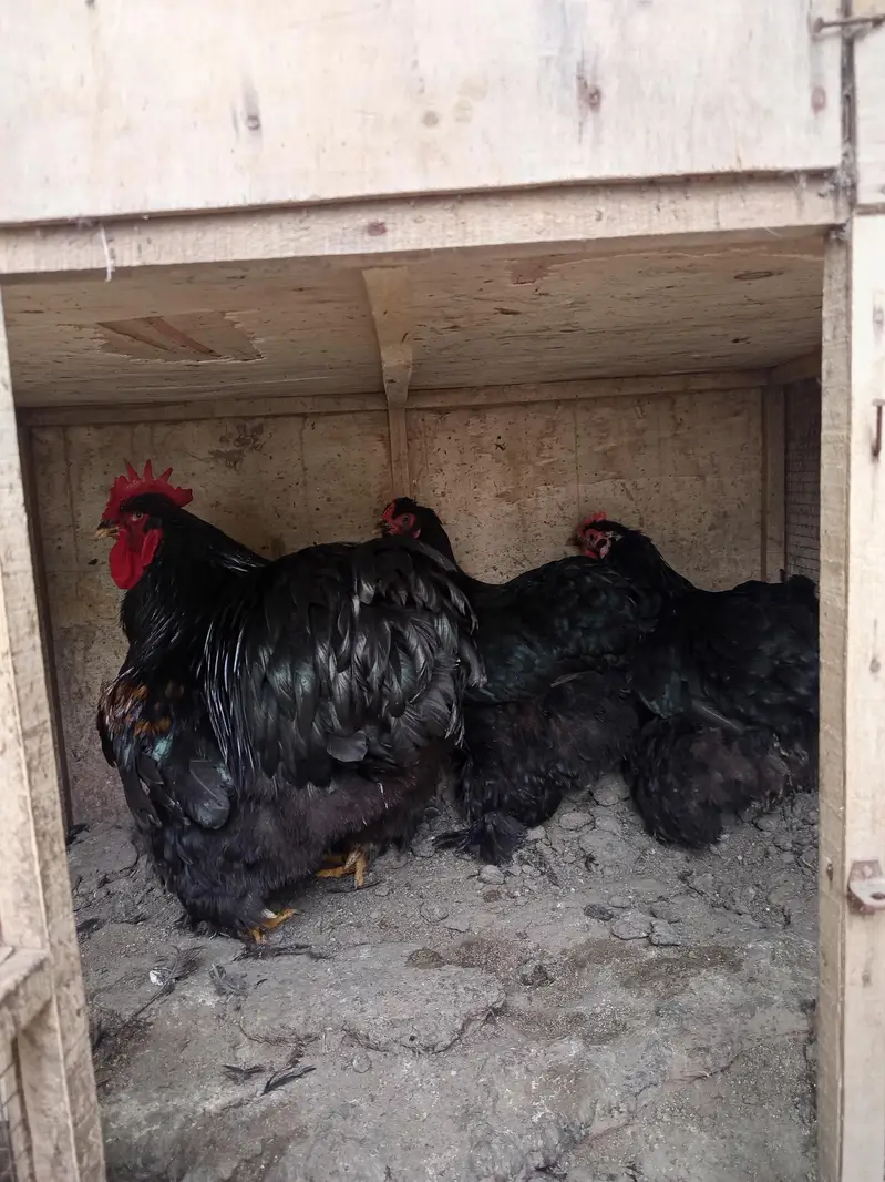 Fancy Hens for sale — photo 2