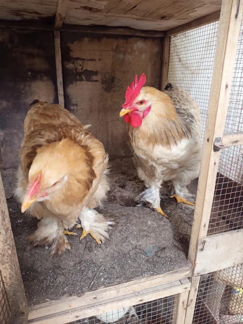 Fancy Hens for sale