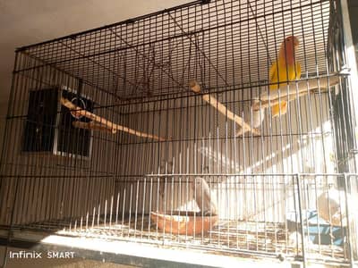 lutino red eyes.   albino black eyes