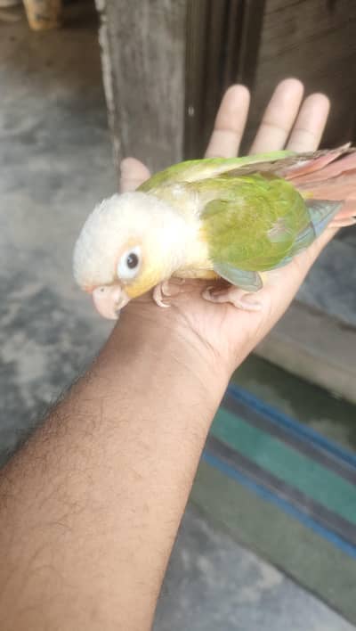 pineapple or yellow sided conure