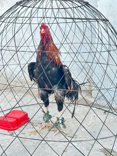 mashallah bhot ach. murga ha aseel murga ha