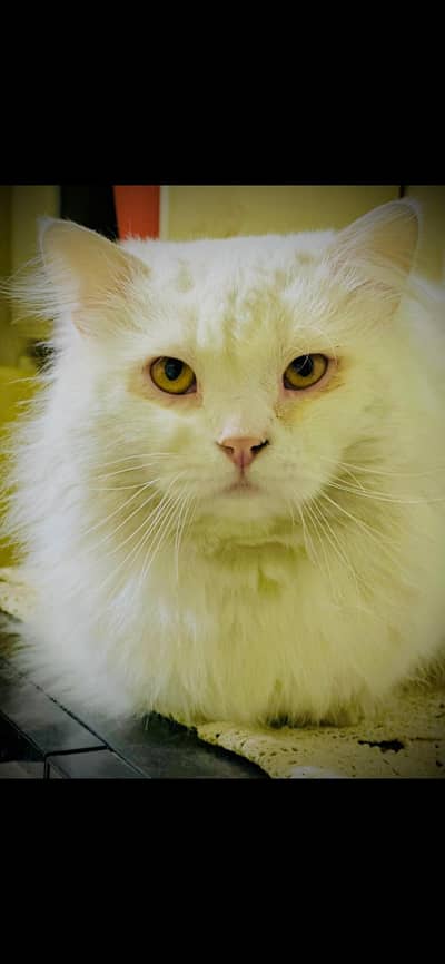 persian male cat for sale urgent